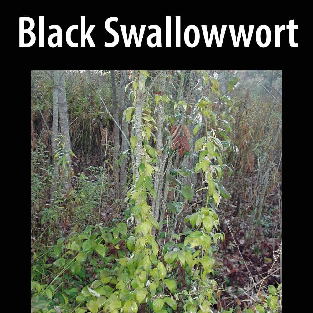 Black Swallowwort