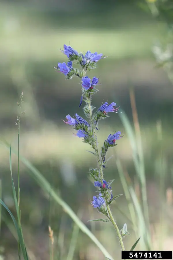 Blueweed Flower 2 Rob Routledge, Sault College, Bugwood.org