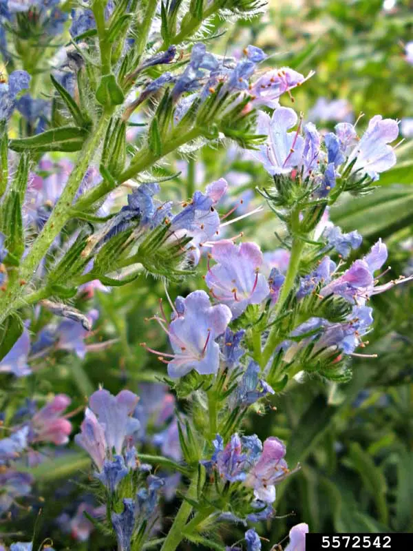 Blueweed Flowers Ansel Oommen, Bugwood.org