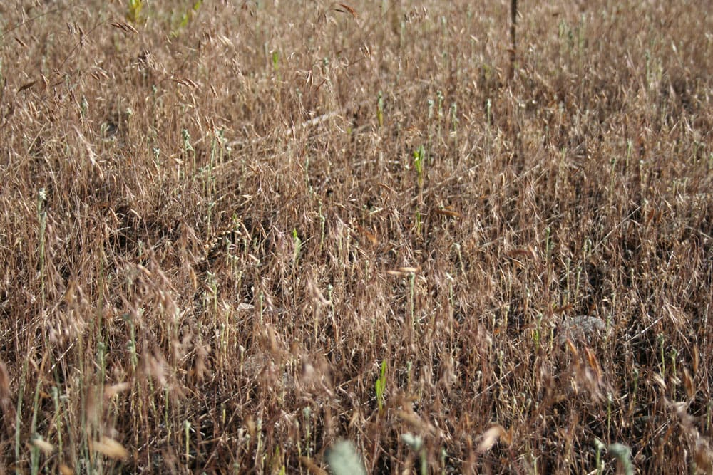 A field of brown grass with green leaves.