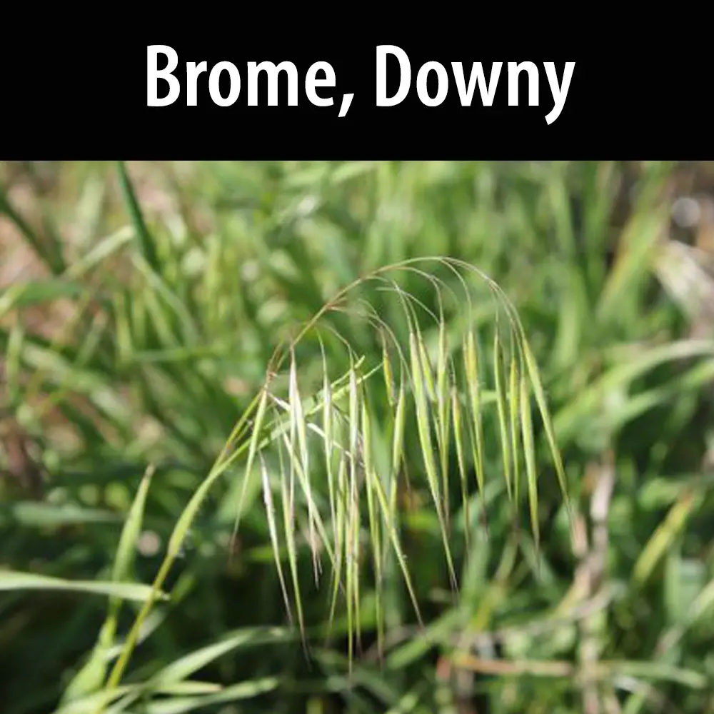 Brome, Downy