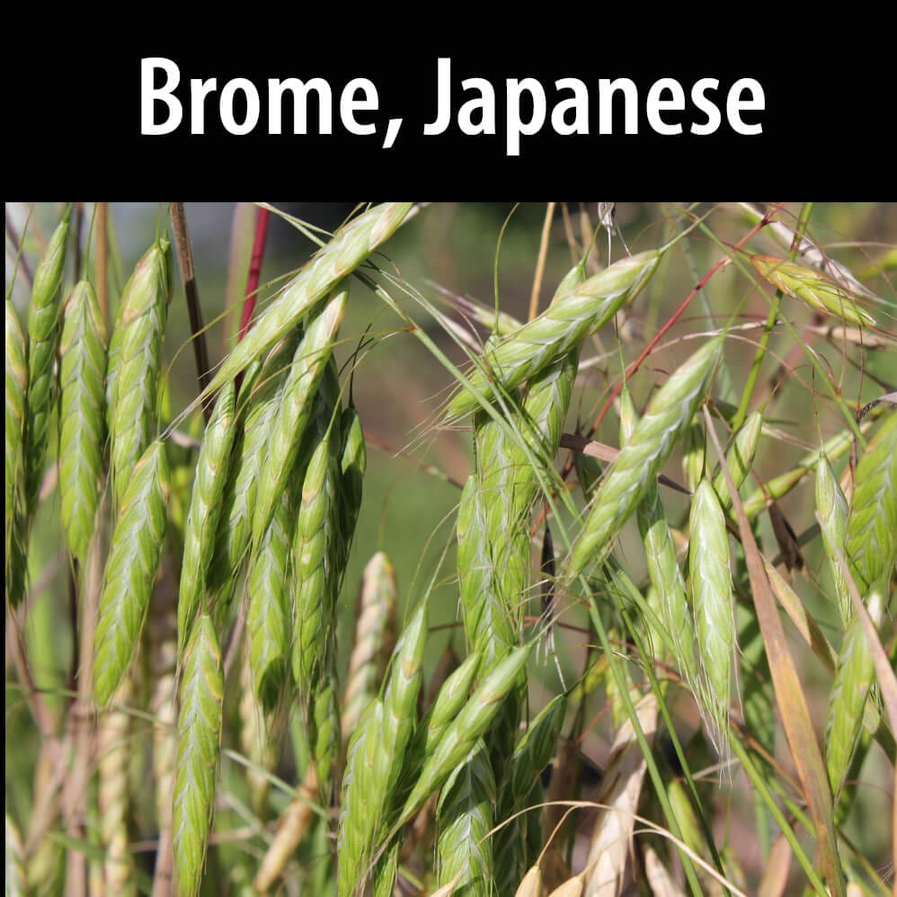 A close up of some green plants with the words brome japanese