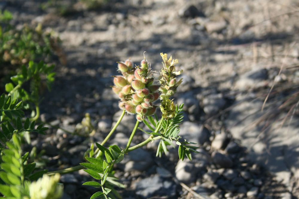A plant with small flowers growing on it.