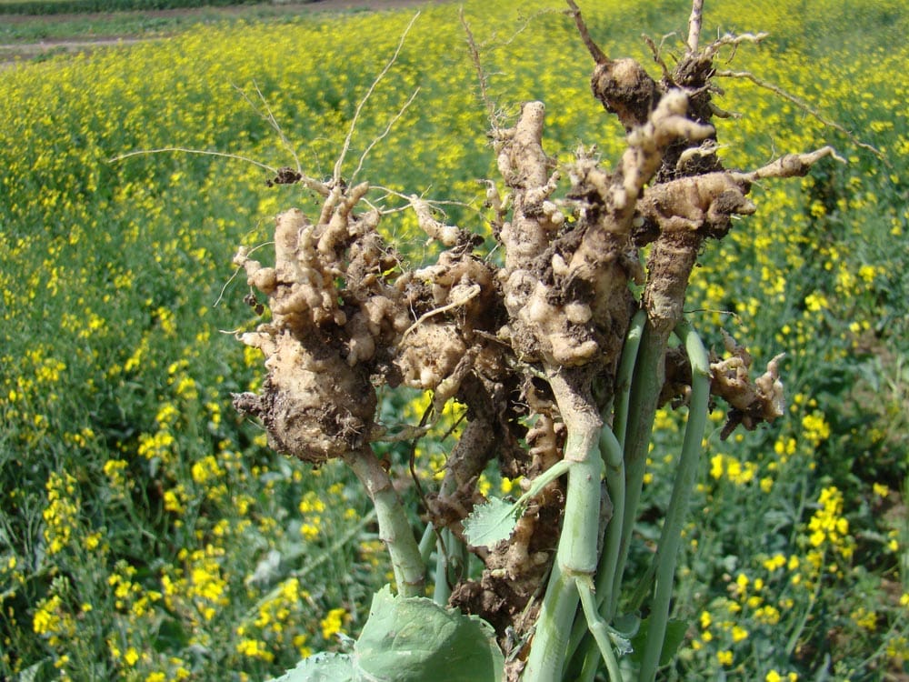 Clubroot on canola_1