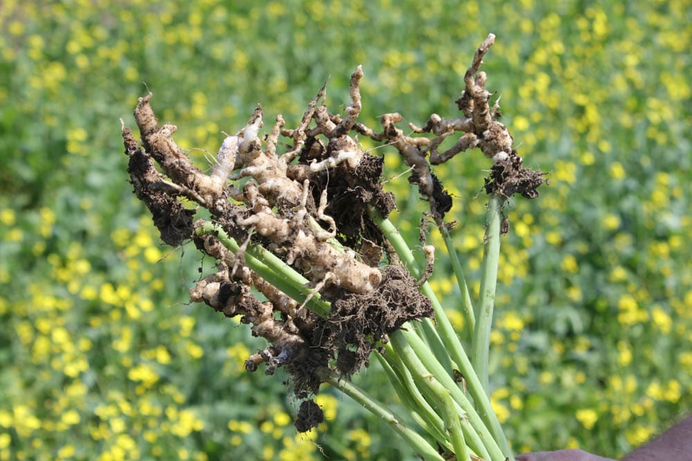 Clubroot on canola_2