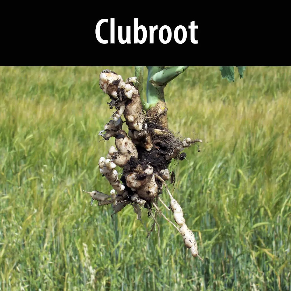 Clubroot is a plant that has been growing for many years.