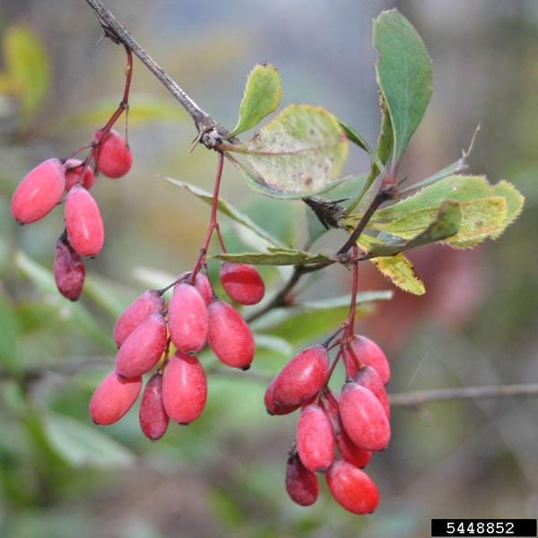 Common barberry Photo Credit Leslie J. Mehrhoff, University of Connecticut, Bugwood