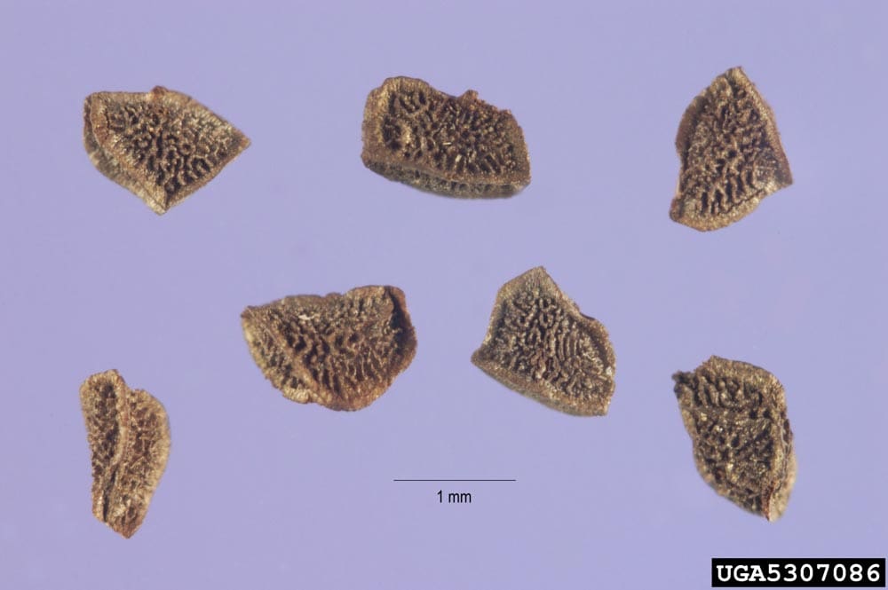 Dalmation ToadFlax Seeds Microscopic Steve Hurst, USDA NRCS PLANTS Database, Bugwood.org