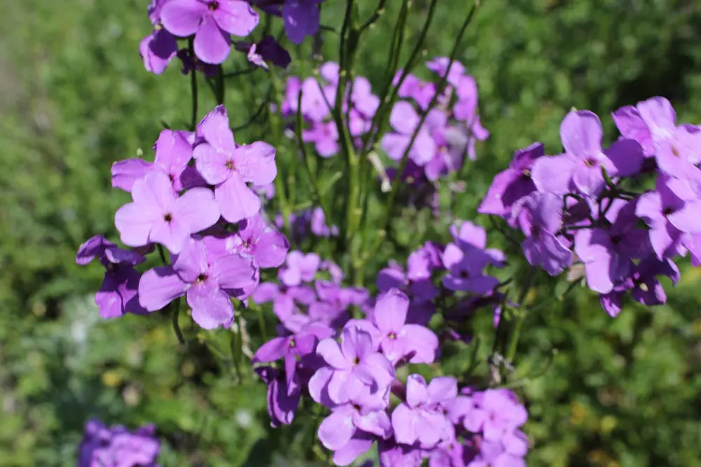 A close up of purple flowers in the grass.