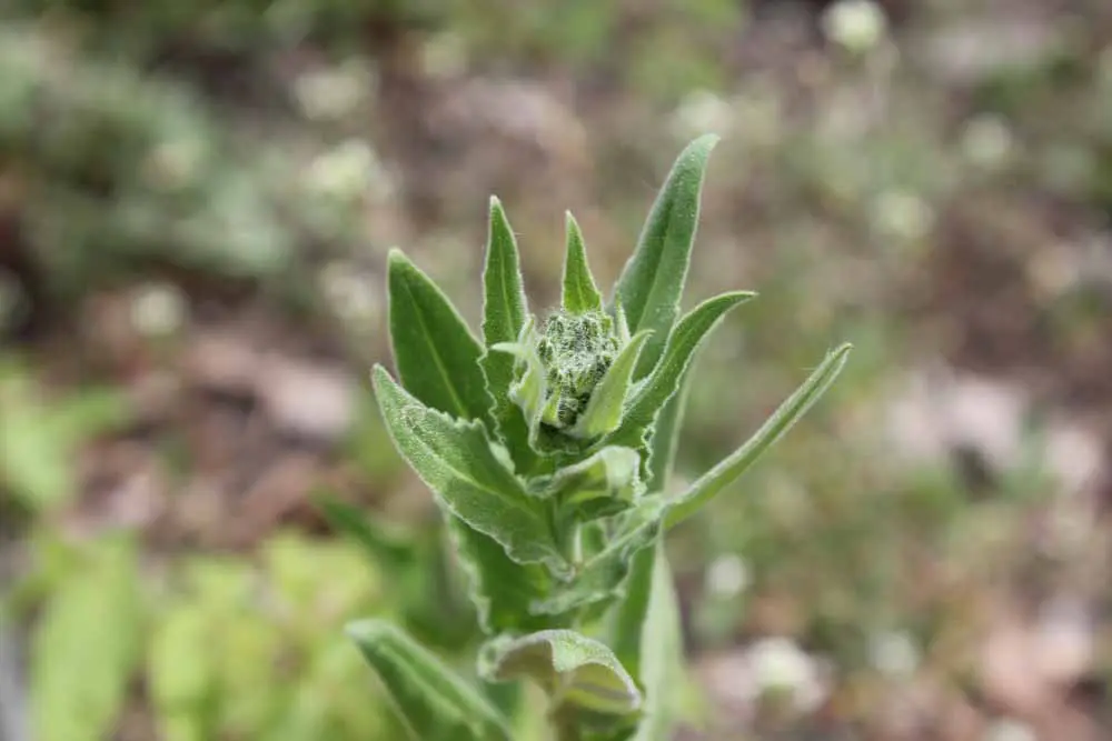 A close up of the plant stem with leaves.