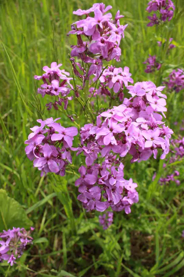 A close up of some purple flowers in the grass