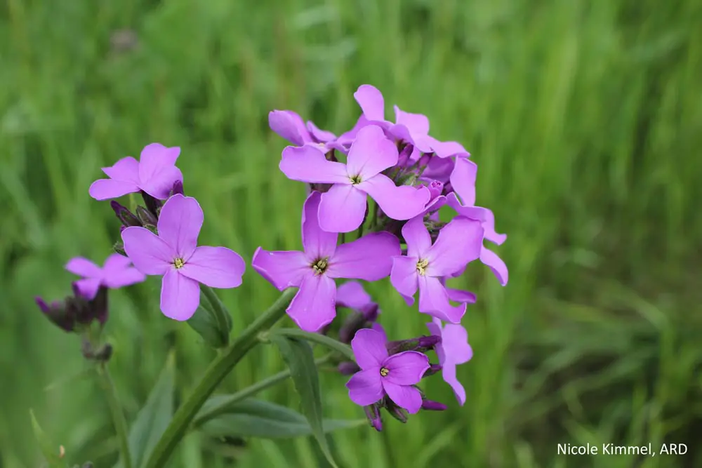 A close up of purple flowers in the grass.