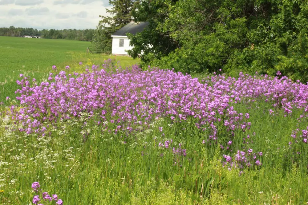 A field of purple flowers in front of a white building.