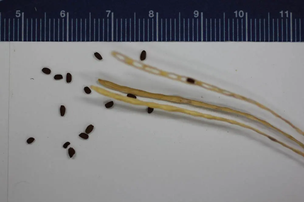 A close up of seeds and the length of a plant