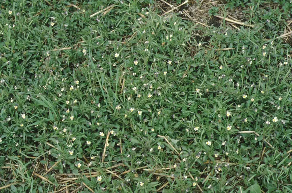 A field of grass with small white flowers.