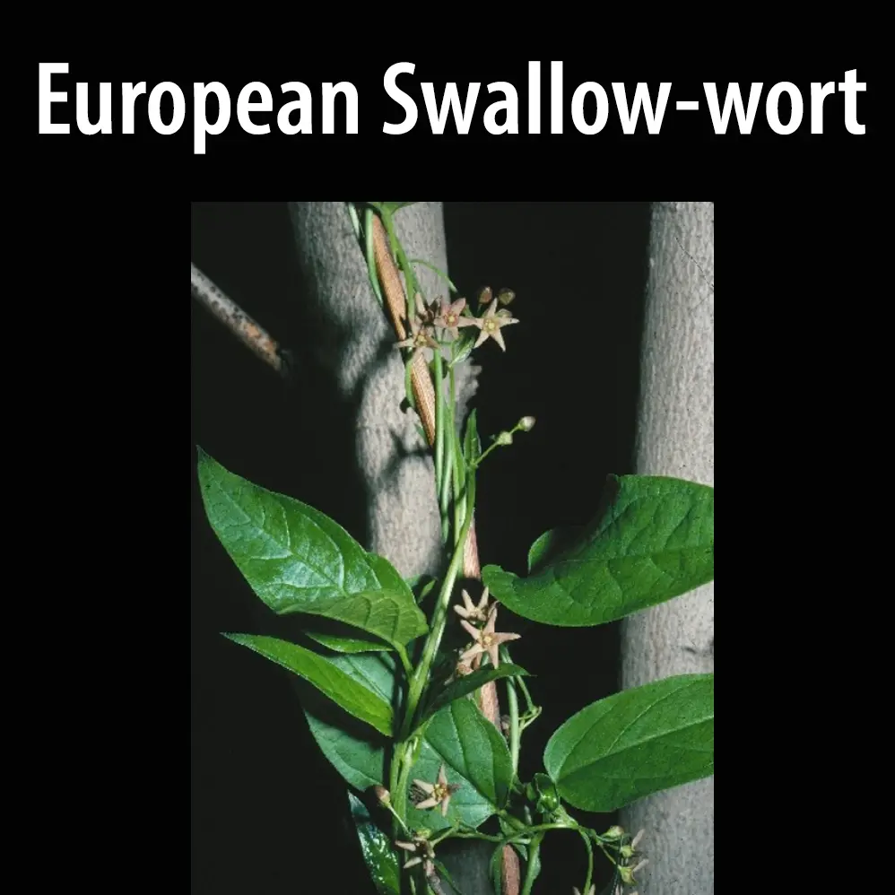 European Swallow Wort