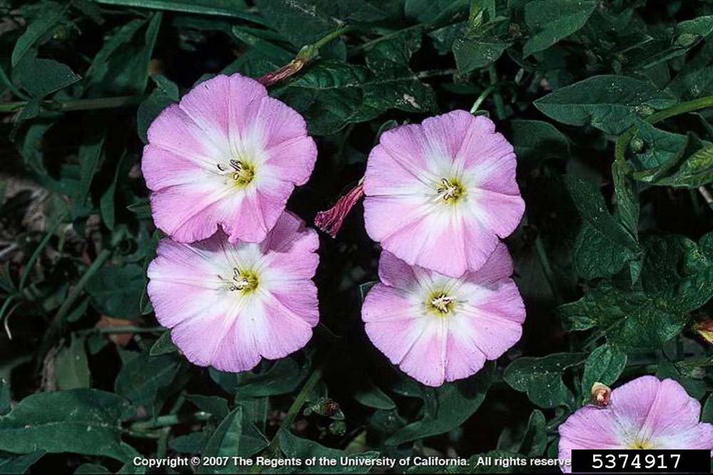 Field Bindweed Flower Color Variation Joseph M. DiTomaso, University of California - Davis, Bugwood.org