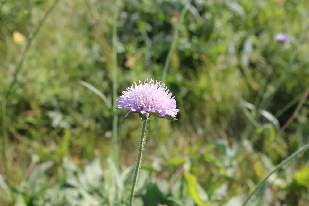 Field Scabious Sept 2011 (1)