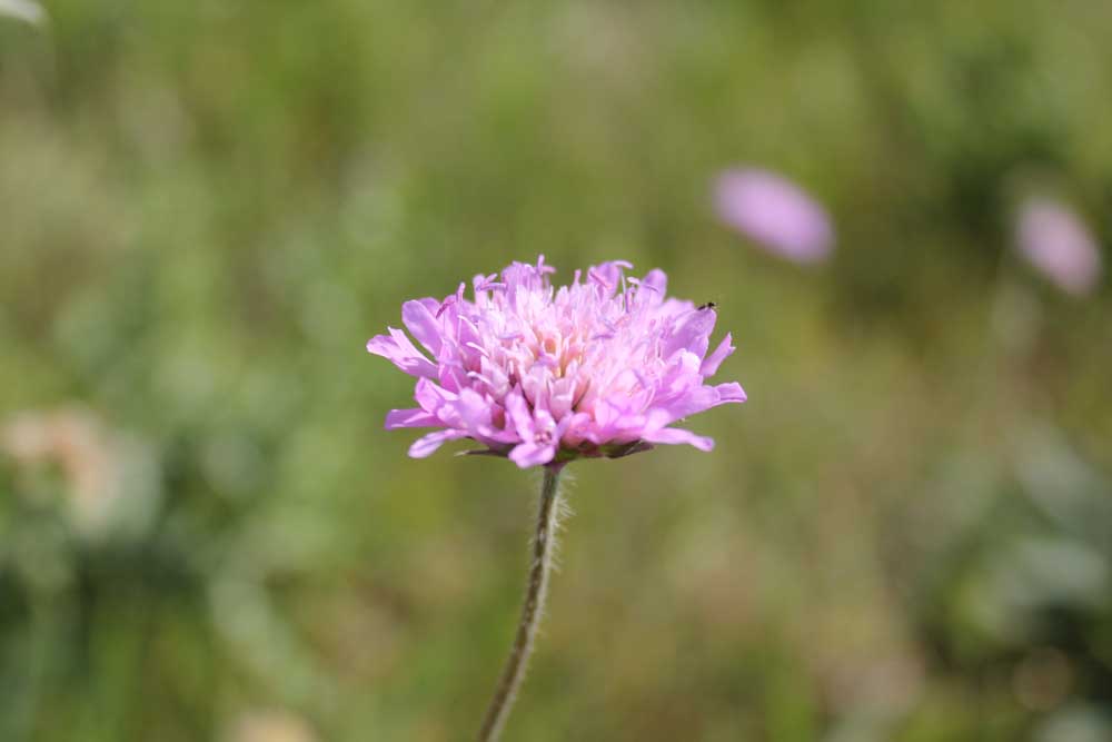 Field Scabious Sept 2011 (2)