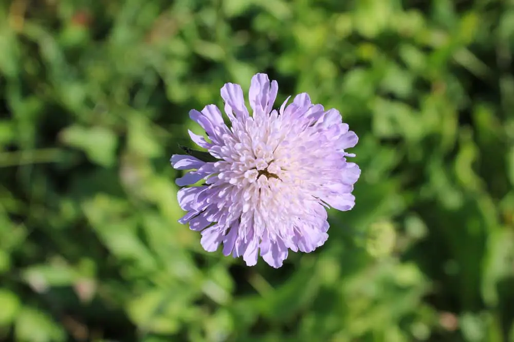 Field Scabious Sept 2011 (6)