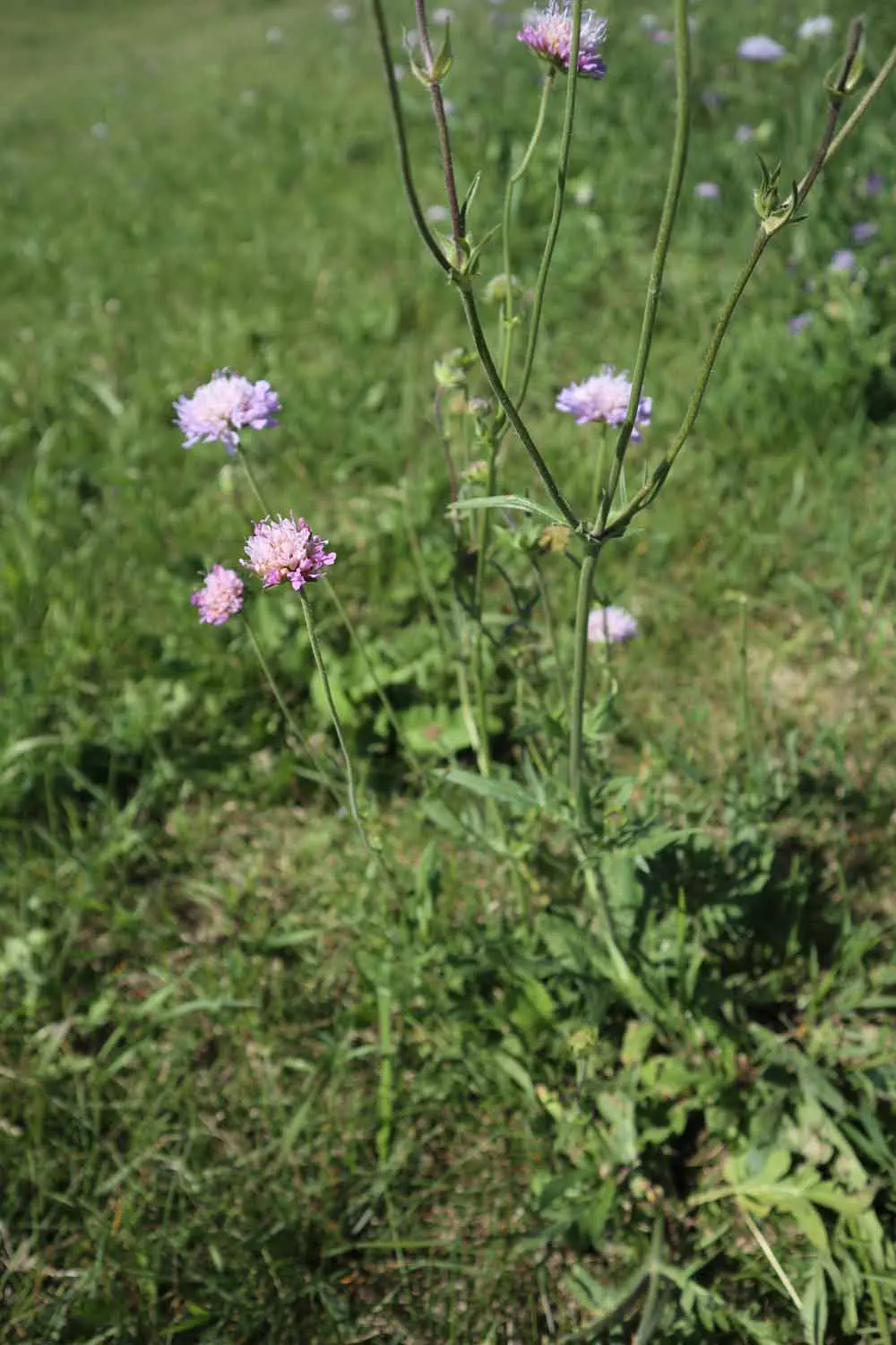Field scabious Qiting Chen City of Edmonton (3)