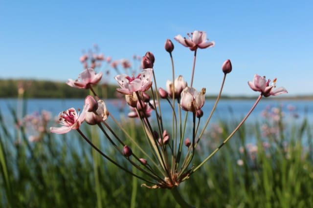 A close up of some pink flowers near the water