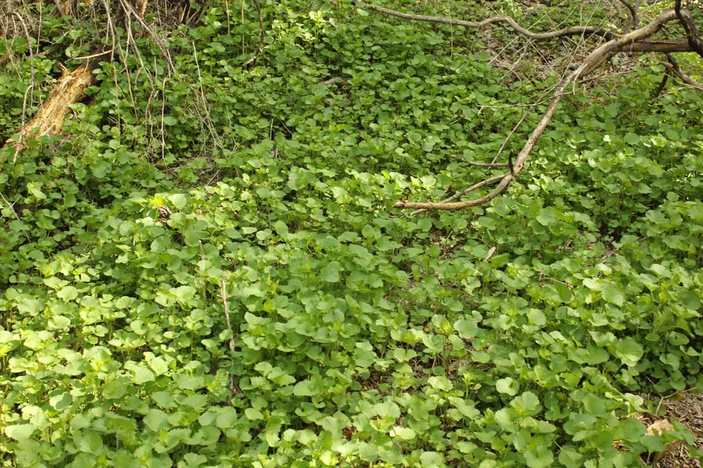 A field of green leaves in the woods.