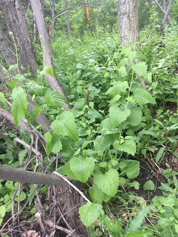 A bunch of green plants growing in the woods.