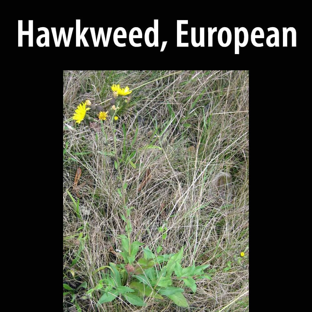 Hawkweed European