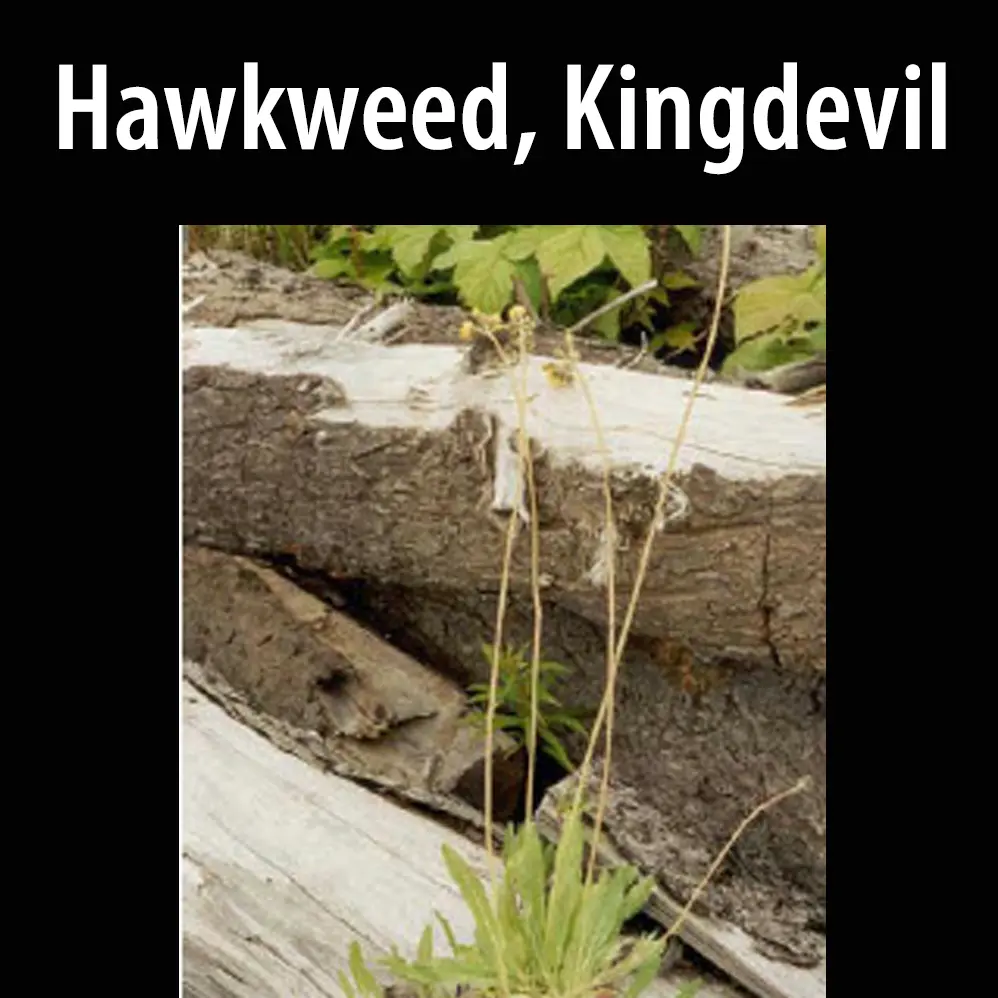 Hawkweed, Kingdevil