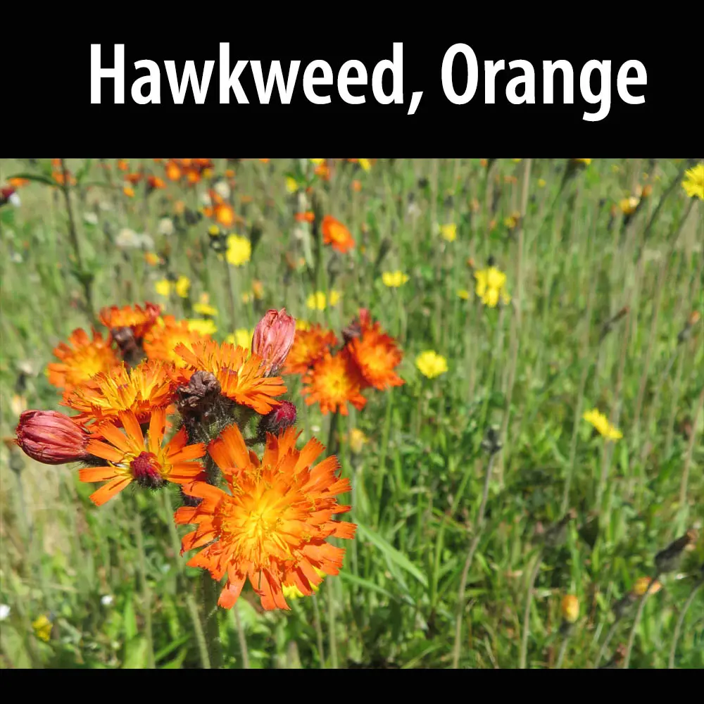 Hawkweed-Orange