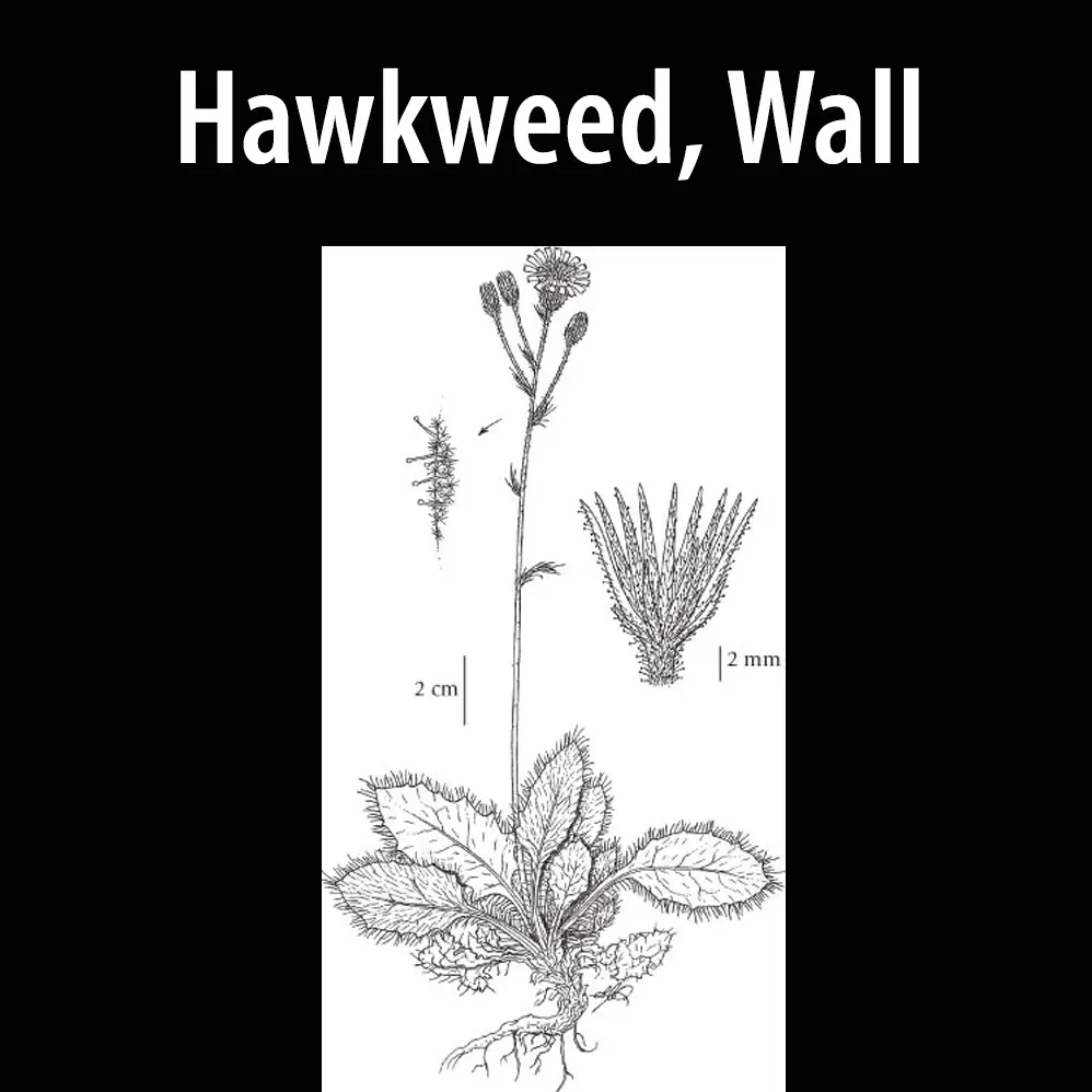 Hawkweed, Wall
