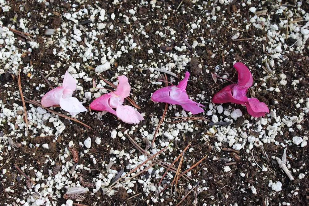 A group of flowers that are laying on the ground.
