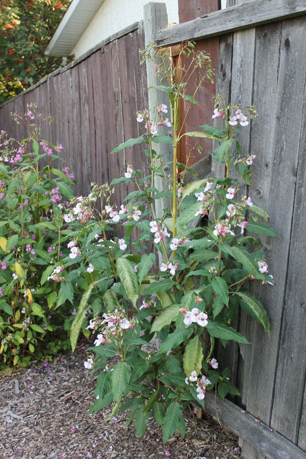 A tall bush with pink flowers growing in it.