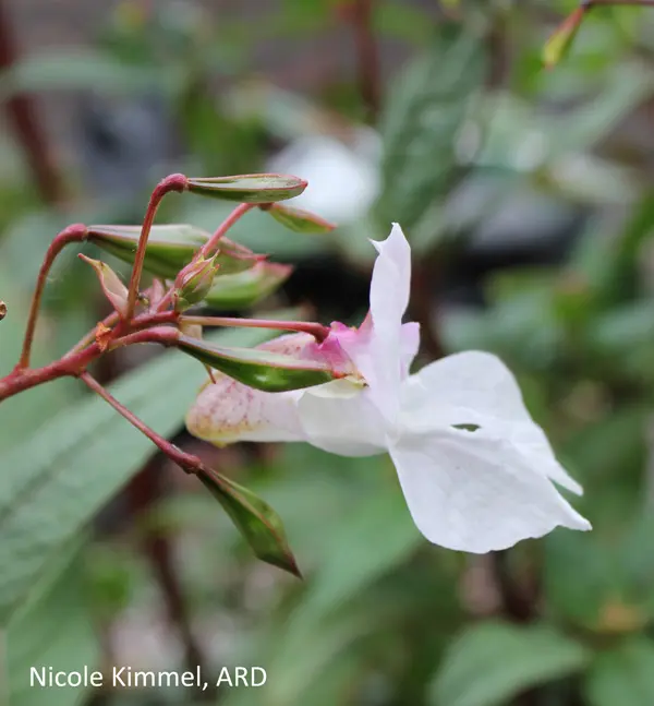A white flower with pink stamen and green leaves.