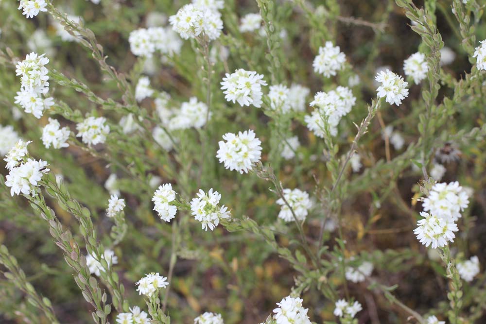 A close up of some white flowers in the grass
