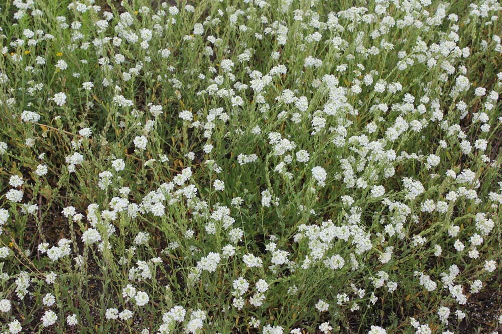 A field of white flowers in the grass.