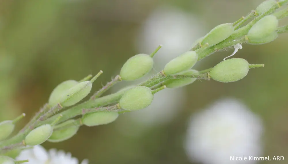 A close up of the buds on a plant