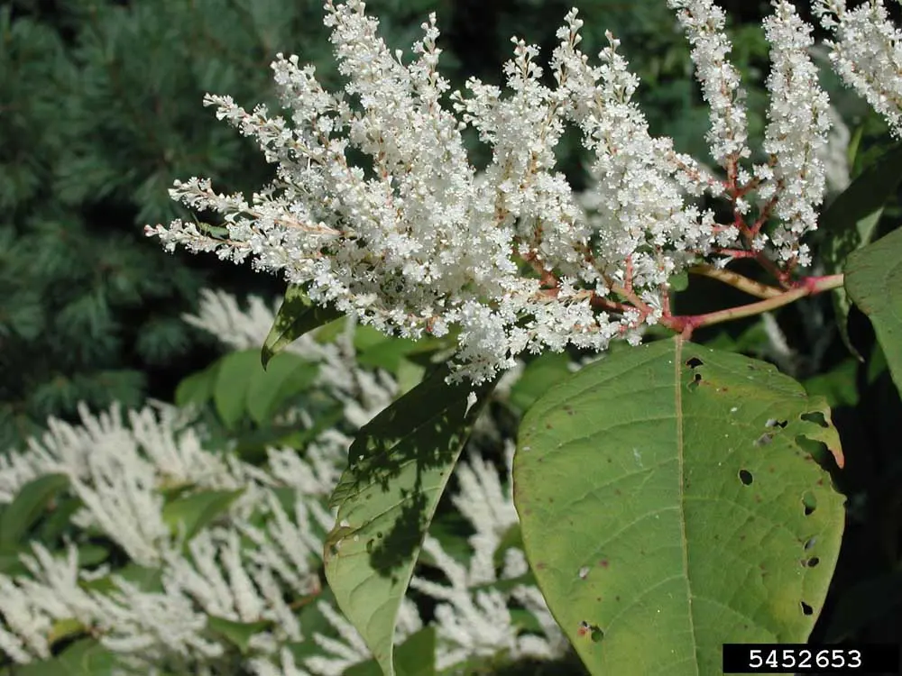 Japanese-Knotweed-Flowers-Leslie-J.-Mehrhoff-University-of-Connecticut-Bugwood.org_.jpg