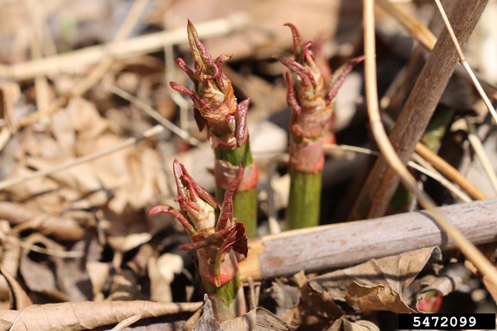 Japanese Knotweed New Shoots Rob Routledge, Sault College, Bugwood.org