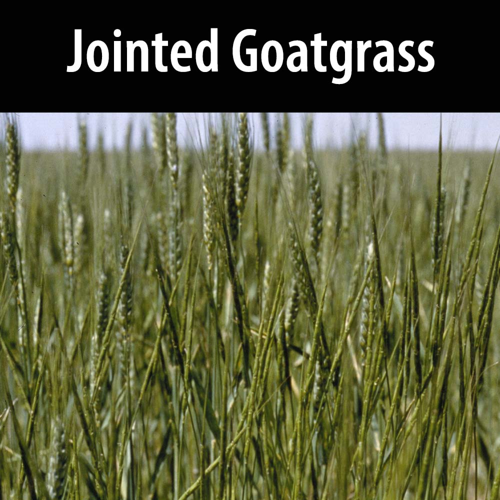 Jointed Goatgrass