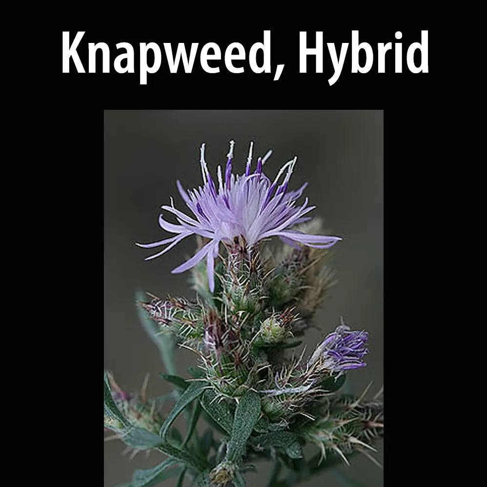 Knapweed, Hybrid