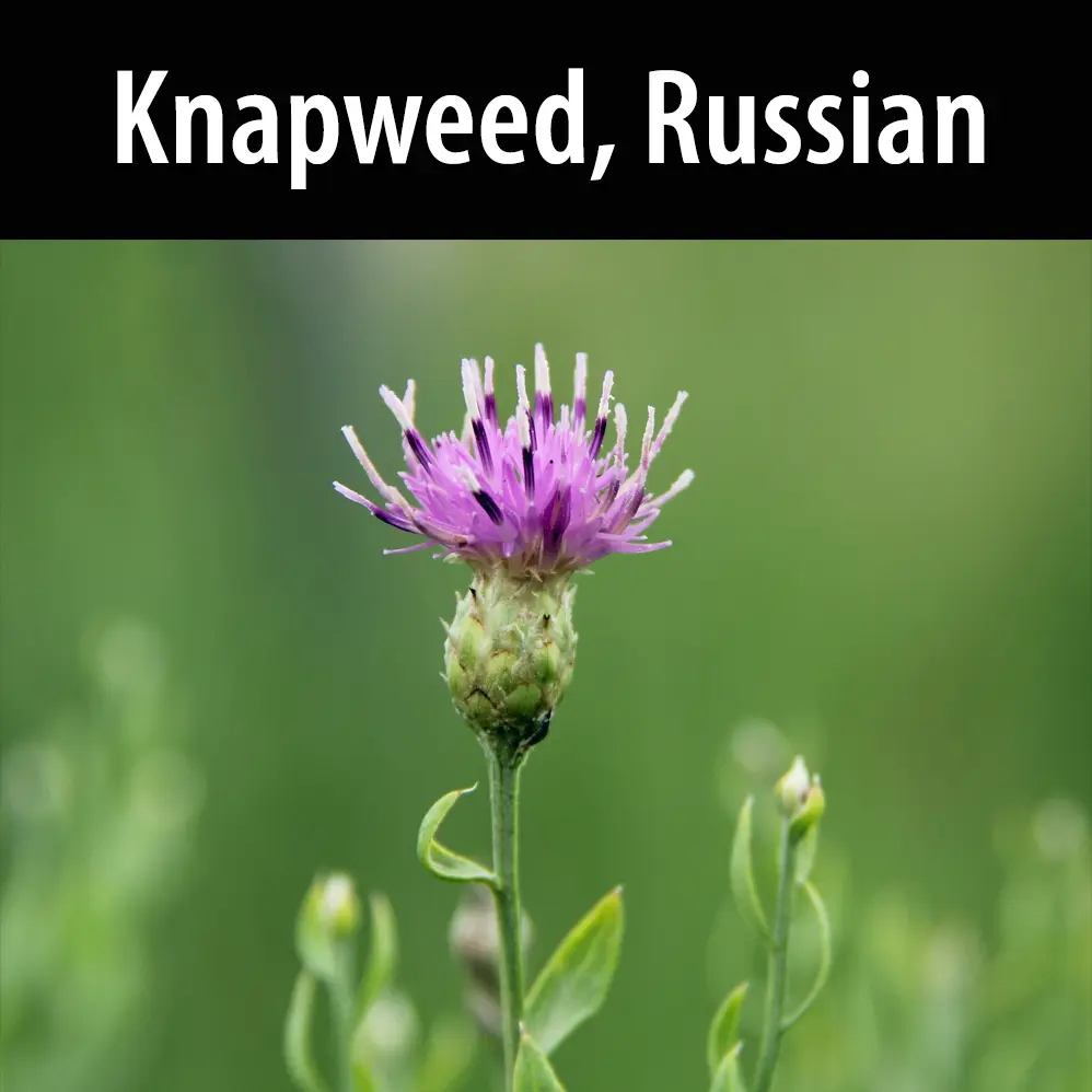 Knapweed, Russian