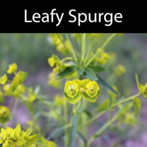 A close up of the leaves on a plant