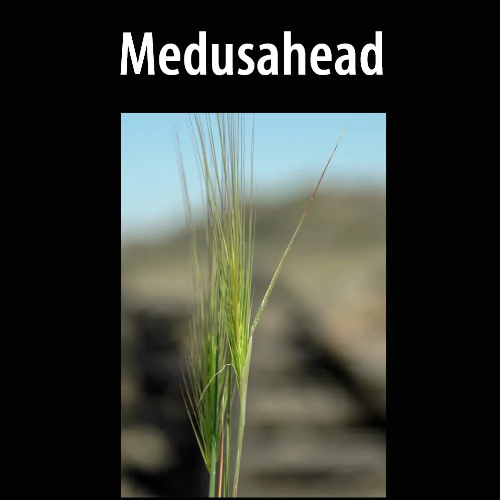Medusahead
