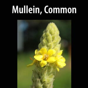 A close up of the flower of mullein, common.