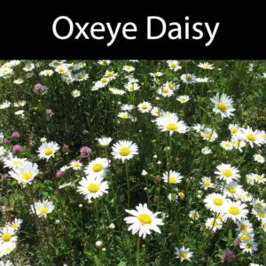 A field of daisies with the words oxeye daisy in front.