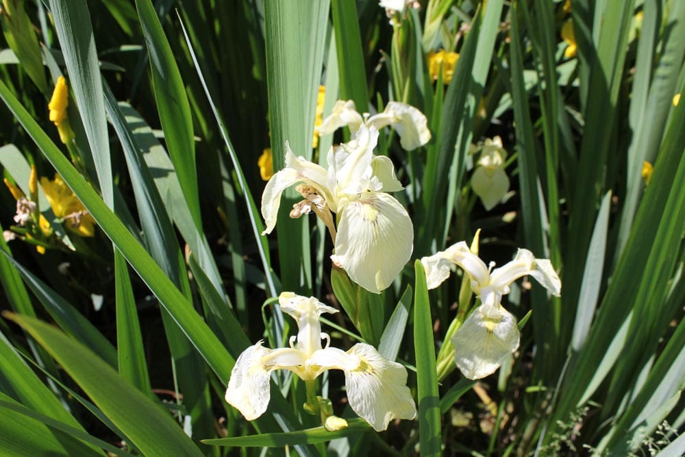 Pale Yellow Iris