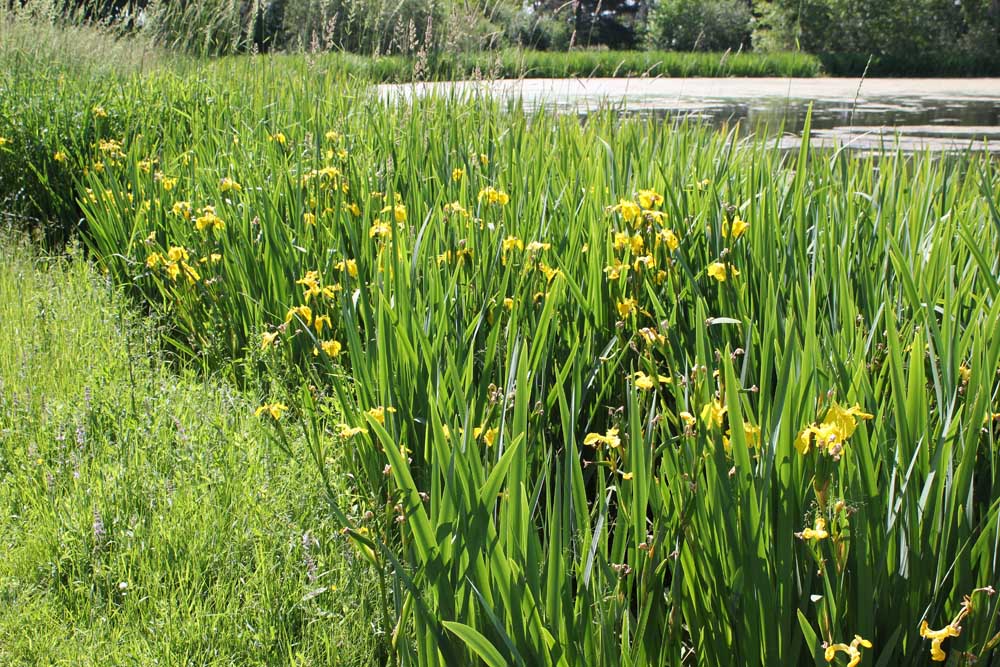 A field of yellow flowers next to the water.