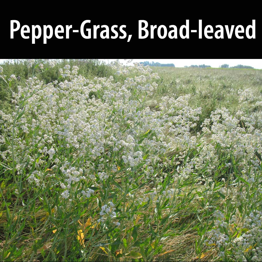 Pepper-grass, Broad-leaved
